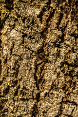 surface bark wood texture. Old bark wood pattern background