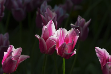Fototapeta premium Flower tulips background