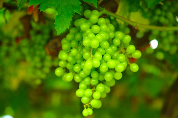 Fresh Green grapes on vine