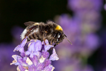 Bumblebee (Bombus) on lavender (Lavandula) - Macro shot