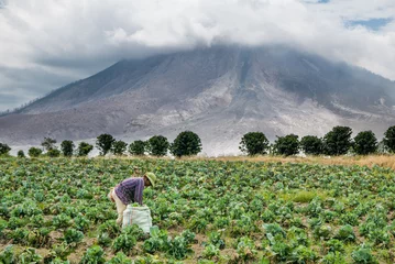 Printed kitchen splashbacks Vulcano SINABUNG VOLCANO, SUMATRA, INDONESIA - September 28, 2016: Unidentified woman farmer ignores the volcano eruption and continues her work. Eruption of Sinabung killed several people in recent years