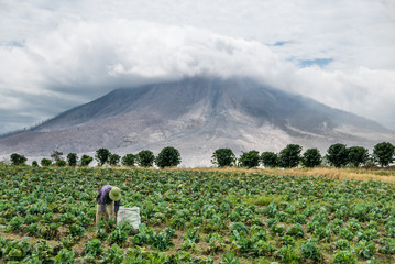 VOLCAN SINABUNG, SUMATRA, INDONÉSIE - 28 septembre 2016 : Une agricultrice non identifiée ignore l& 39 éruption du volcan et continue son travail. L& 39 éruption du Sinabung a fait plusieurs morts ces dernières années