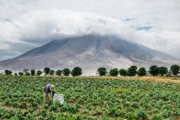 Crédence de cuisine en verre imprimé Volcan VOLCAN SINABUNG, SUMATRA, INDONÉSIE - 28 septembre 2016 : Une agricultrice non identifiée ignore l& 39 éruption du volcan et continue son travail. L& 39 éruption du Sinabung a fait plusieurs morts ces dernières années