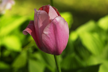 Flower tulips background