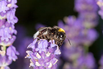Bumblebee (Bombus) on lavender (Lavandula) - Macro shot