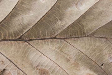 close up dry leaf texture