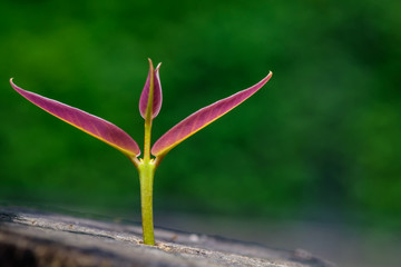 young plant growing on dead tree. new life concept