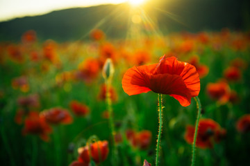 Fototapeta premium piękne pole maku