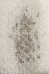 Closeup of mold on mattress, health problems.