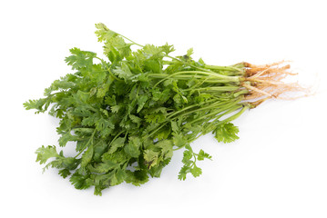 fresh coriander leaves on white background