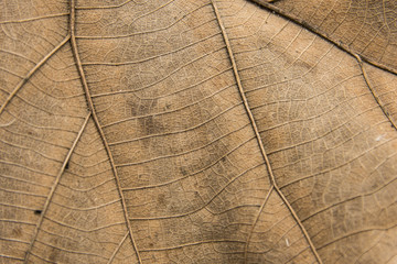 close up dry leaf texture