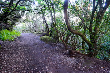 View of the road in a dense forest in the Canary Islands
