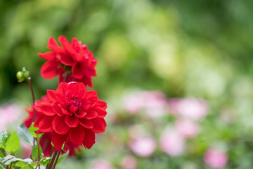 Close up Beautiful Red Dahlia in the garden with soft focus colorful flower background.