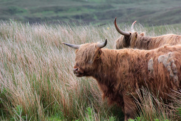 vaches écossaises