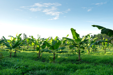 Banana field in thailand . banana tree.