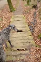 "Come on, it is safe enough" - Scottish Deerhound leads the way over a rotten bridge.