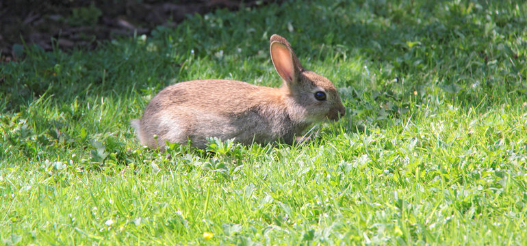 petit lapin sauvage