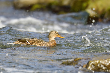 Wildente im Frühjahr