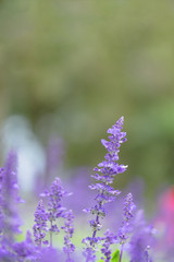 Naklejka premium Close-up of Blue Salvia (Blue sage, salvia farina-Cea) flowers blooming in the garden, ornamental plants spring with soft focus colorful flower background.