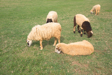 Fototapeta premium Sheep eating on meadow 