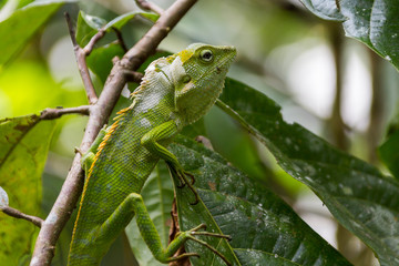 Leguan in einer Kaffeeplantage - Bali - Indonesien