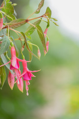 Pink Fuchsia Magellanic flower, hummingbird fuchsia or hardy fuchsia, Hanging fuchsia flowers in shades of pink and white in summer sunlight blossom spring with copy space