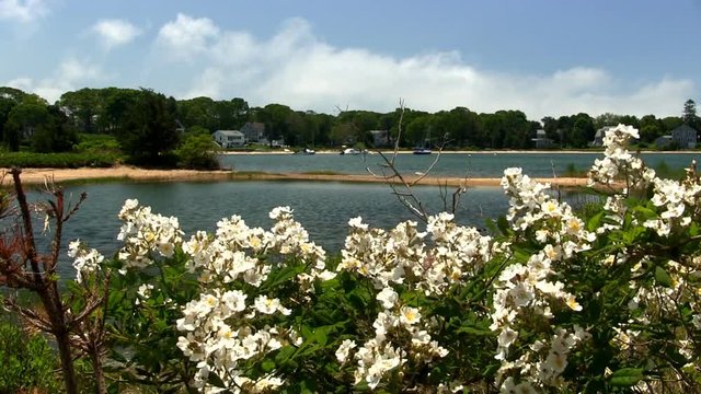 White flowers sway in the breeze near edge of lagoon on beautiful sunny day at Bennets Neck Pocasset Bourne Cape Cod