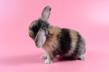 fluffy brown and black bunny on clean pink background, little rabbit
