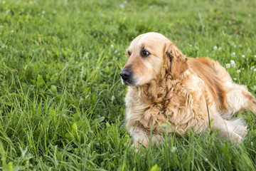 old golden retriever dog