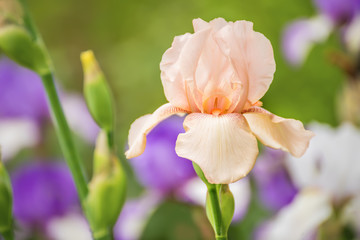 Lovely gentle pink iris flower in the garden.
