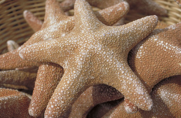 A bunch of starfish lying in a basket to be sold as souvenirs.