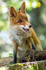 Fototapeta premium Red fox in the woods(Vulpes vulpes) 