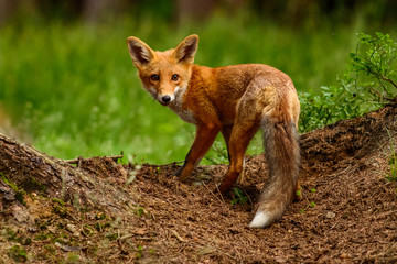 Red fox in the woods(Vulpes vulpes) 