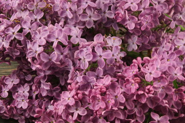 Close-up branch of violet lilac . Selective Focus