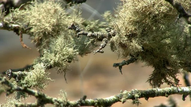 Macro shot of lichen on tree branch near shoreline on Cape Cod