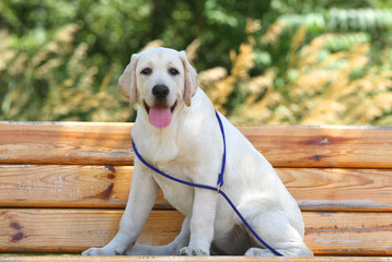 little labrador puppy in the park