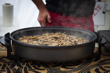 mealworm on big pan