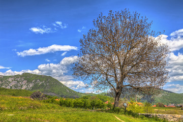 Fototapeta premium A big crumb of dried wood and a beautiful landscape, HDR Image.