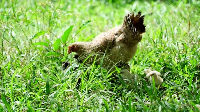 Chicken 60fps