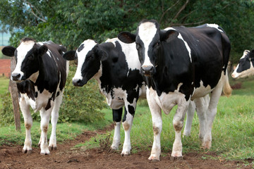 Fototapeta na wymiar Fazenda de gado leiteiro