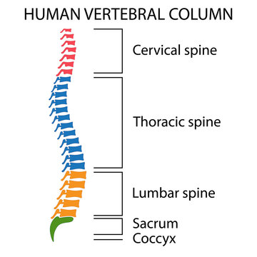 Diagram of a human spine.