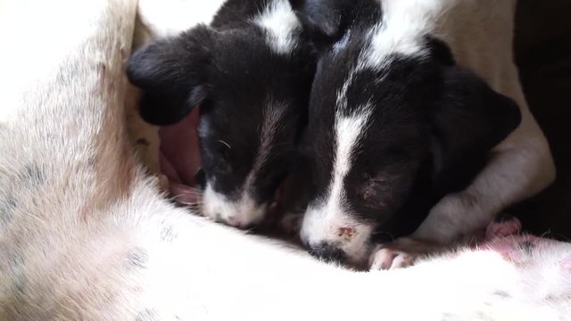 Little puppies sucking