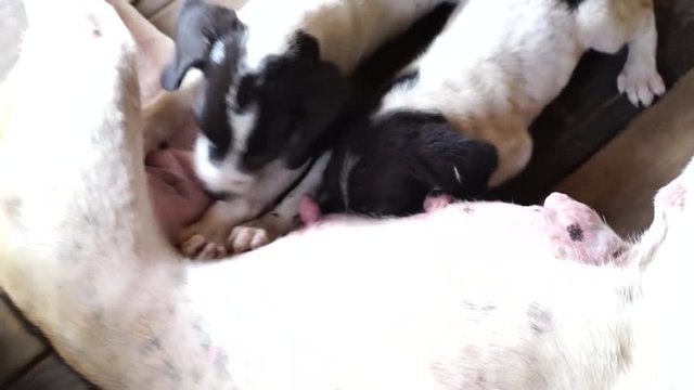 Puppies sucking