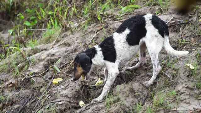 Dog eating a banana