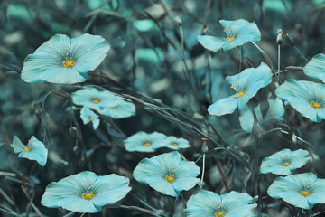 Turquoise flowers on blurry  background. Floral background. Turquoise wildflowers in the...
