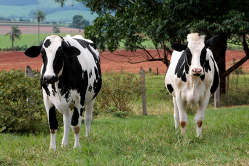 Fazenda de gado leiteiro