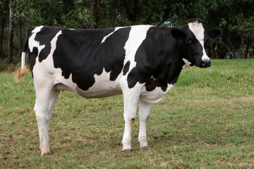 Fototapeta na wymiar Fazenda de gado leiteiro