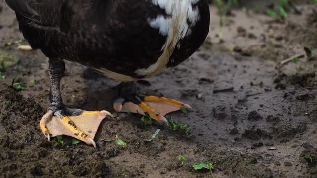 Just a duck