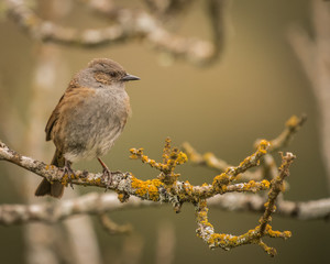 Detailed Image of Beautiful Songbird in Woods