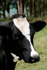 Fazenda de gado leiteiro
